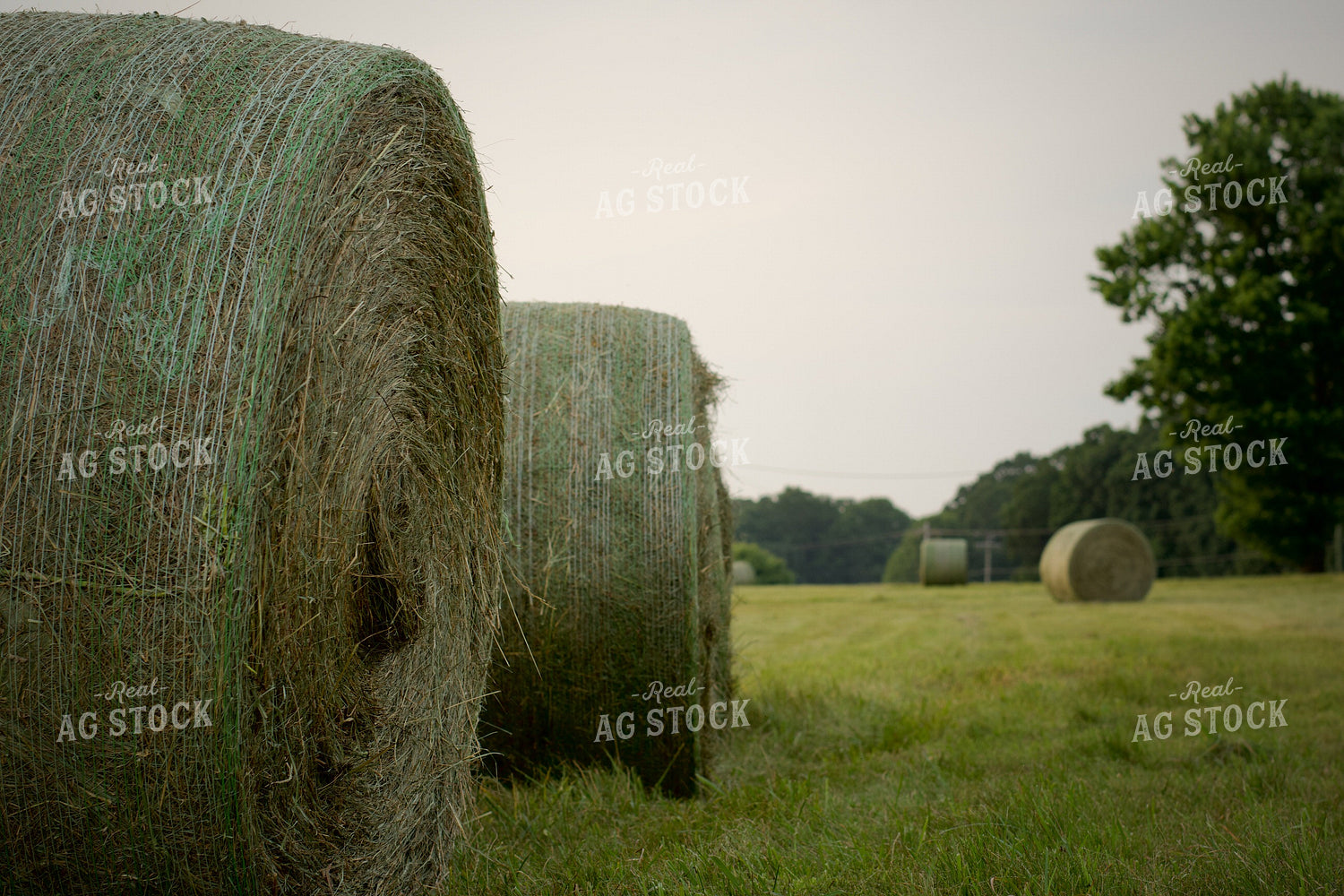 Round Hay Bales 251176