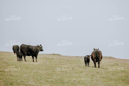 Angus Cows in Pasture 77021