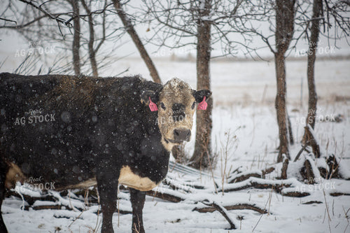 Cattle on Snowy Pasture 155445