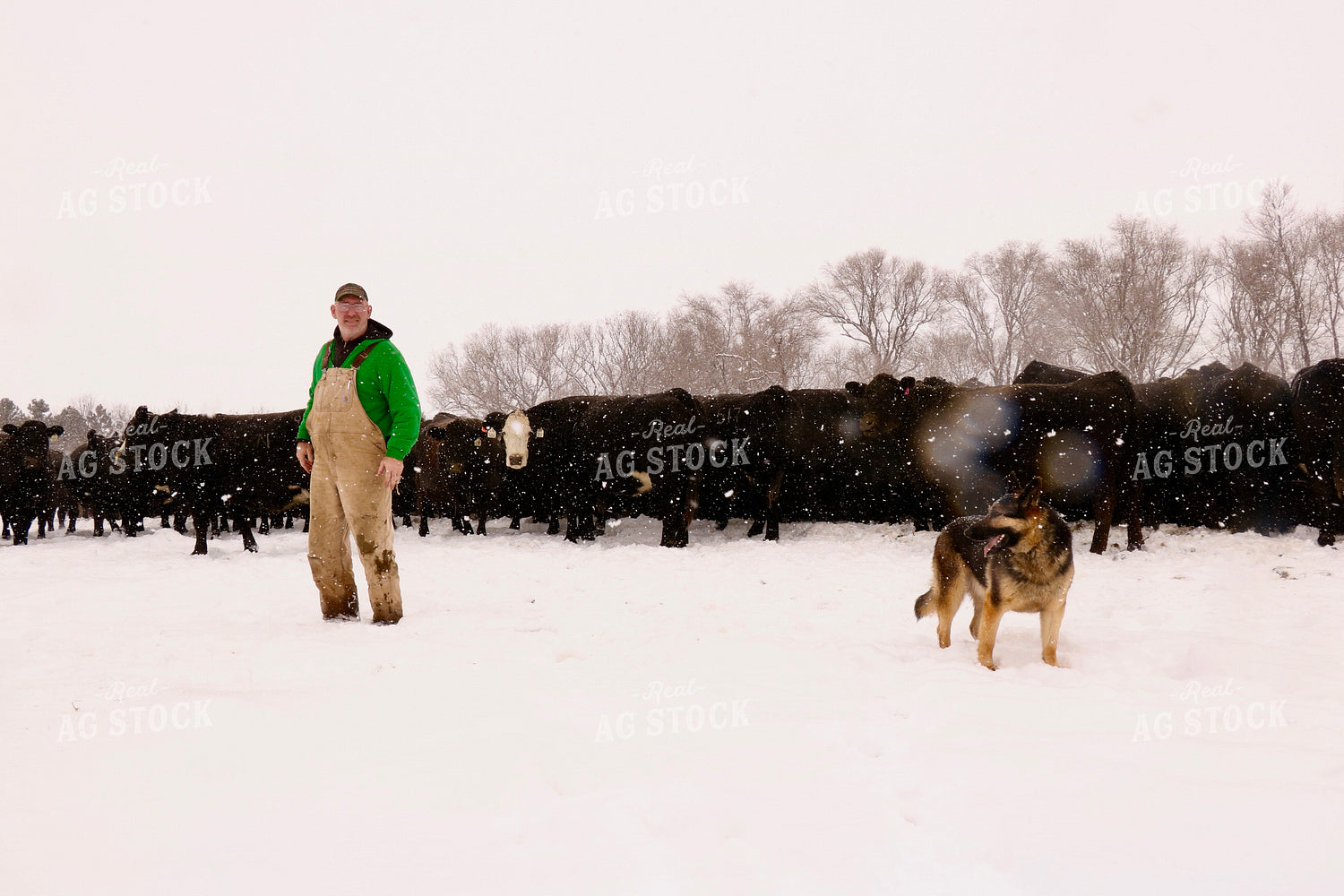 Cattle Producer Checking Snowy Cattle 299243