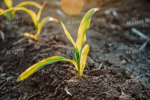 Corn Plant 65069