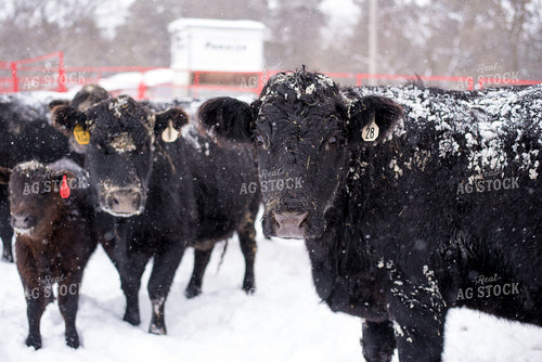 Angus Cattle in Snow 74032