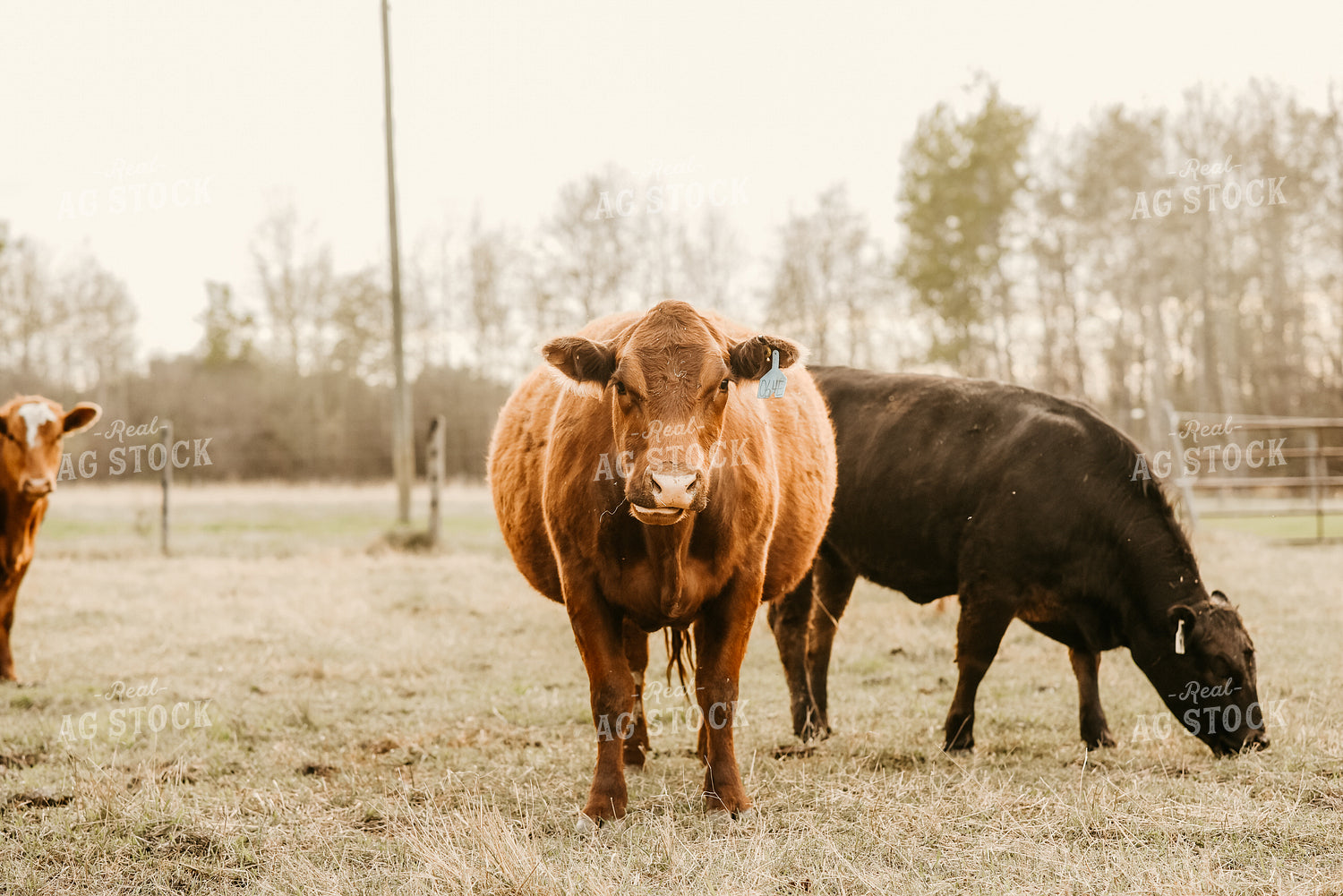 Rancher on ATV with Dog and Calves 64054