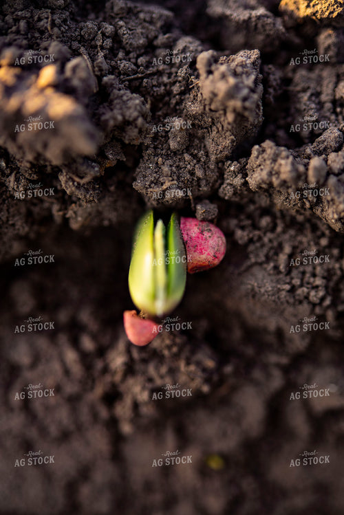 Soybean Emerges from Ground with Seed Coat Remaining 136016