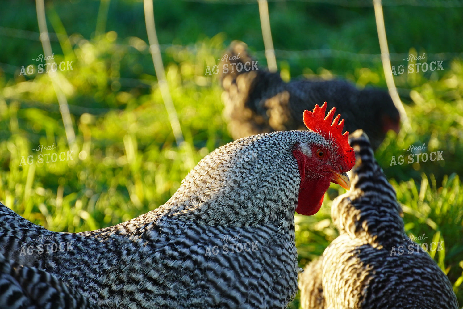 Chickens in Farmyard  65032