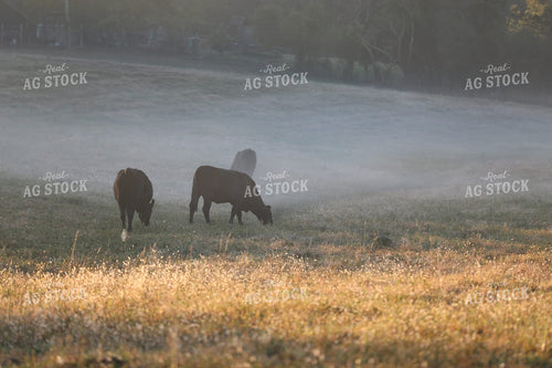 Cattle Feeding on Foggy Pasture 262006