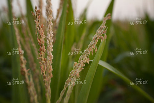 Corn - Mid-Season 1287