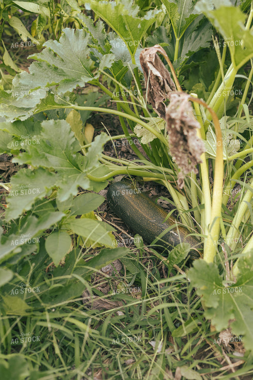 Zucchini 162027