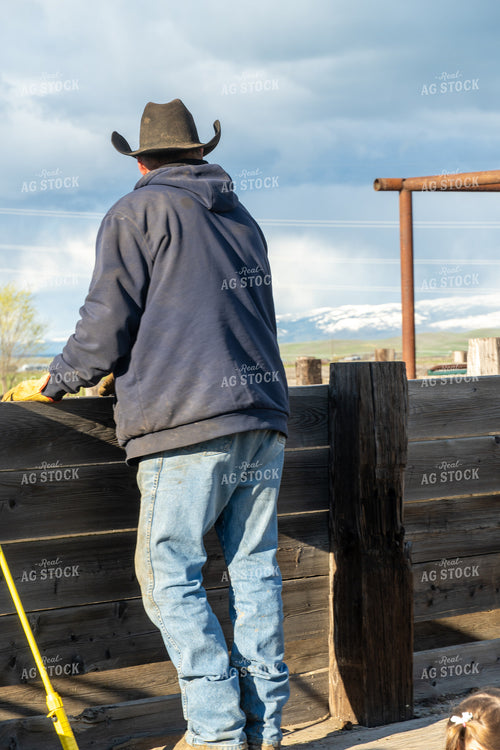 Rancher Working Cattle 65624