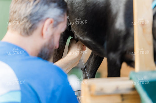 Milking Goats 184006