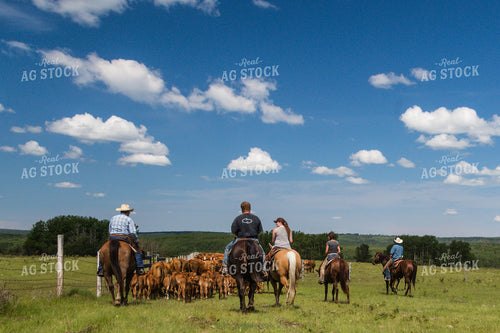Moving Cattle 138110