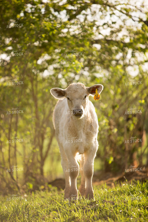 Calf - Charolais and Angus Cross 14