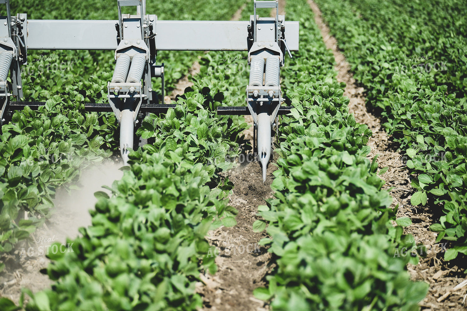 Ridge Tilling Between Rows of Soybeans 86007