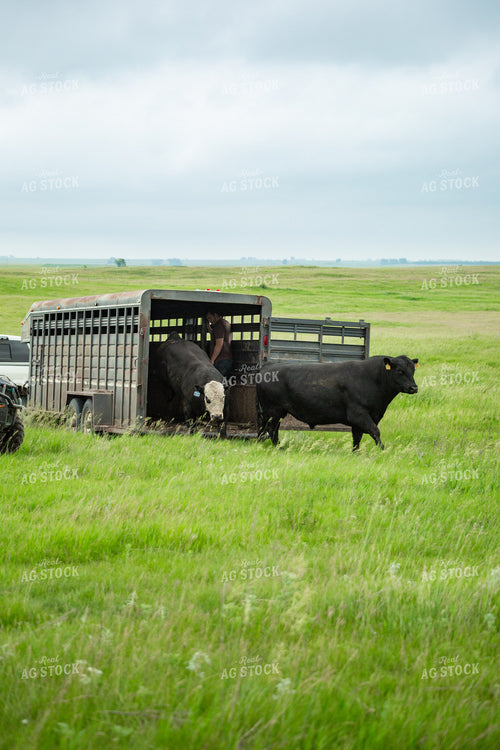 Farmer Putting Bulls Out to Pasture 155638
