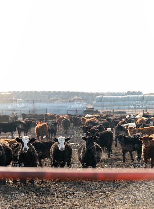 Feedlot 185055