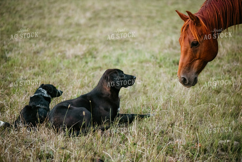 Horse with Ranch Dogs 64030