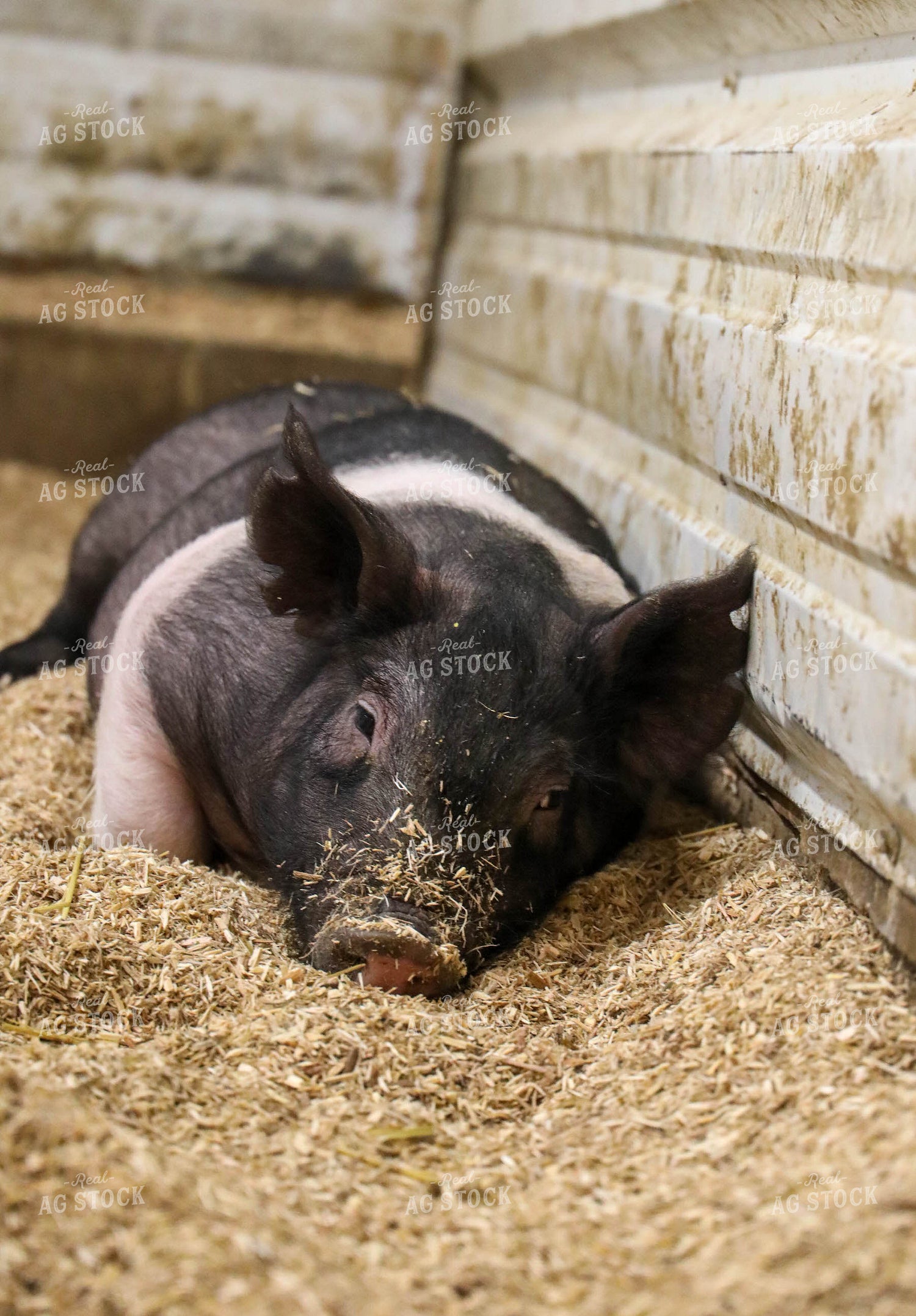 Hampshire Pig 160010