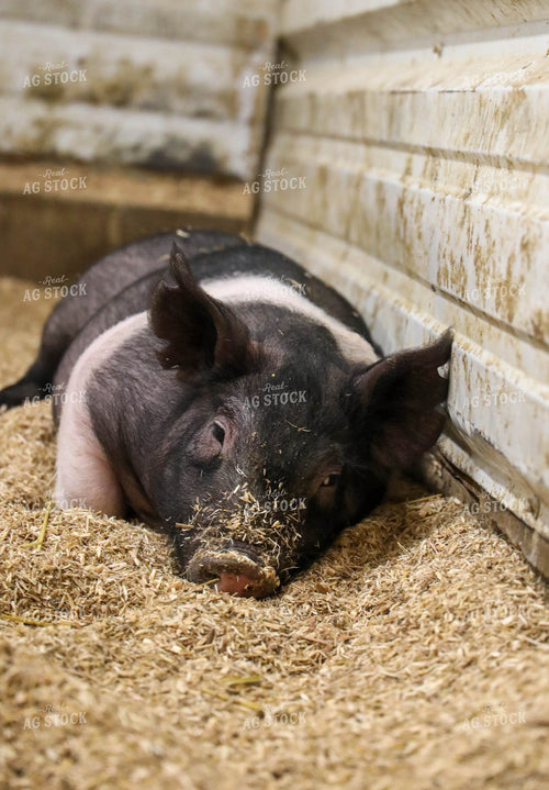 Hampshire Pig 160010