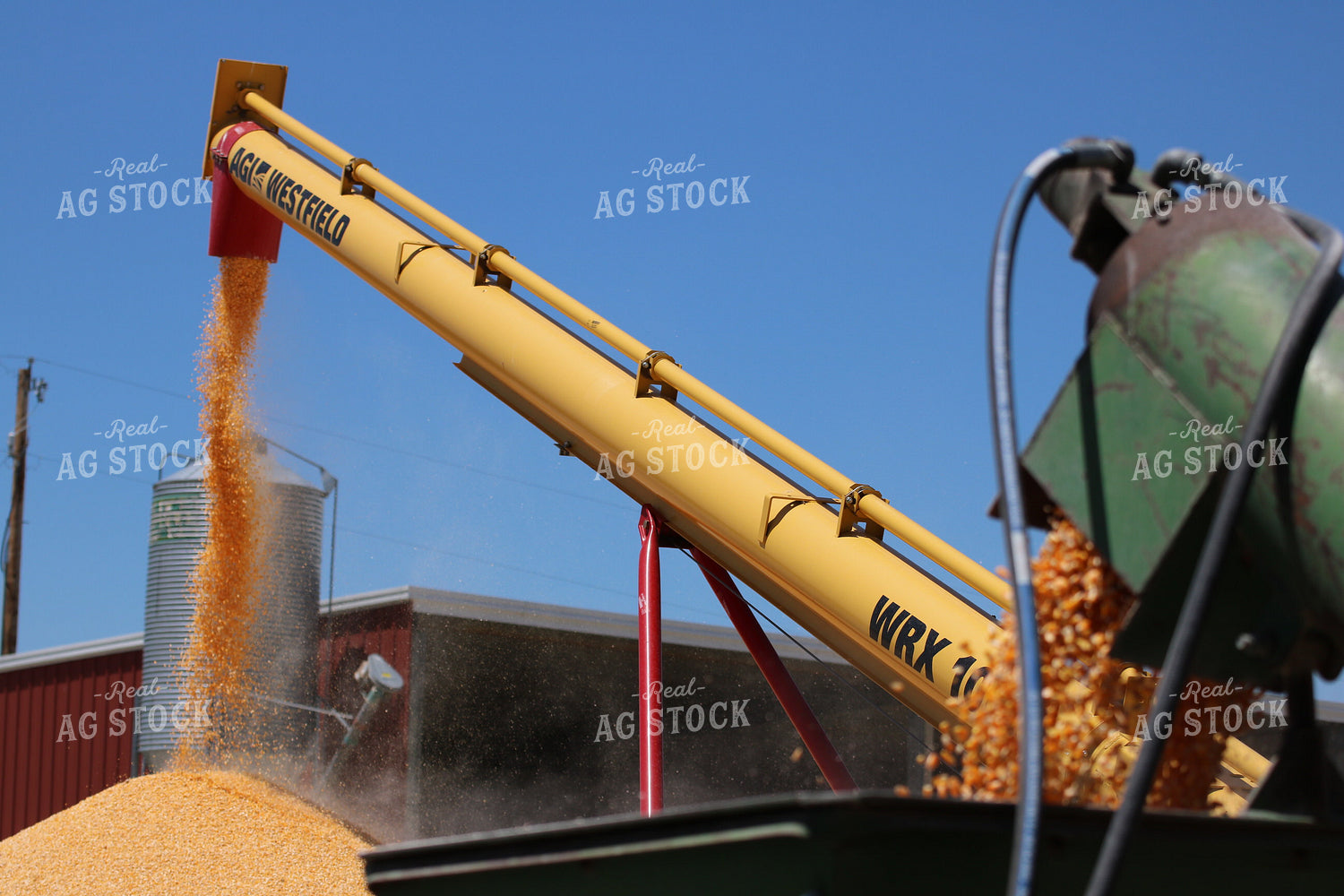 Corn Kernels Coming out of Auger 82062