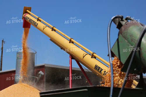 Corn Kernels Coming out of Auger 82062