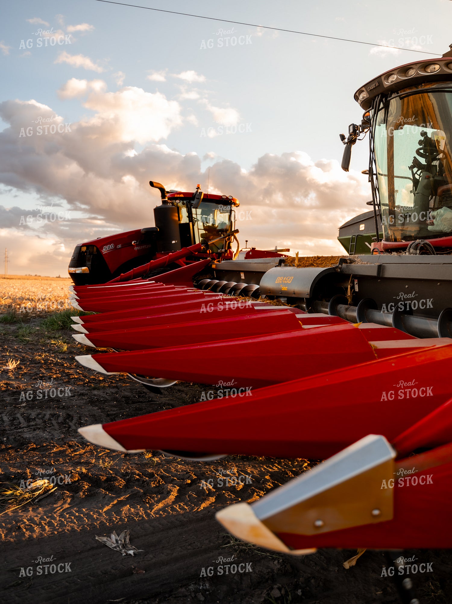 Corn Harvest 185116