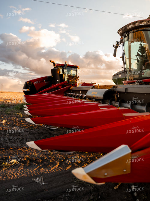 Corn Harvest 185116