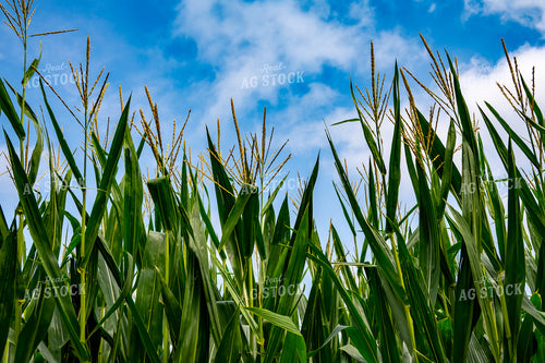 Corn Tassels 302058
