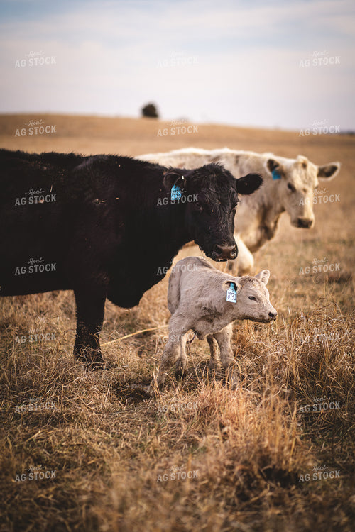 Cow Calf Pair 196042