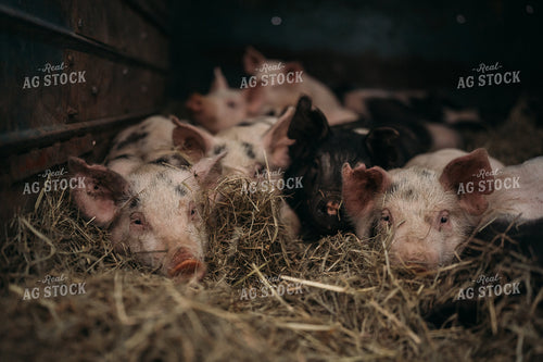 Pigs in Trailer 196085