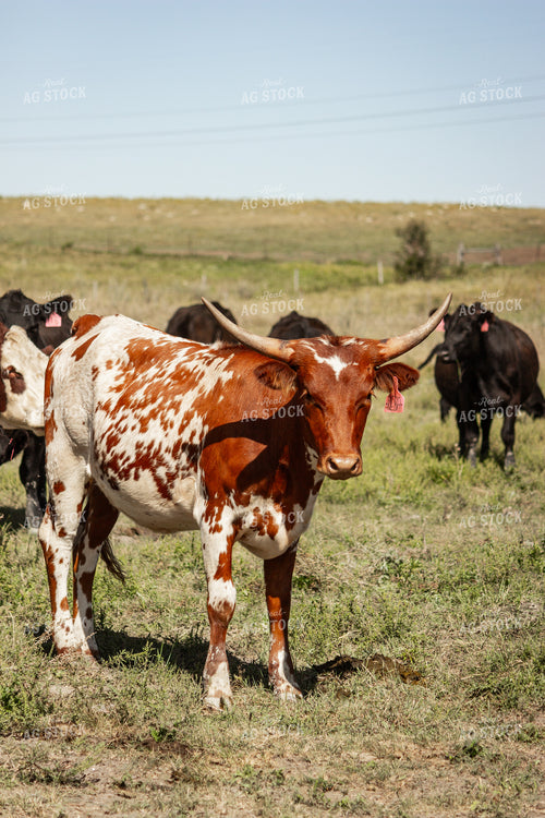 Longhorn Cow 155073