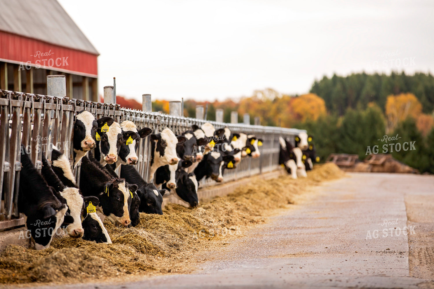Dairy Cattle in Barn 55201