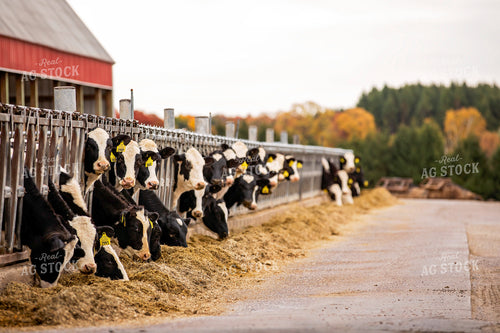 Dairy Cattle in Barn 55201