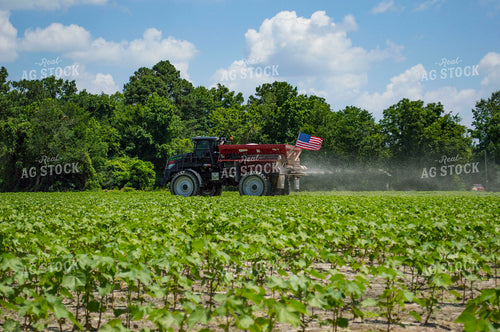 Spreading Dry Fertilizer in Cotton Field 136187
