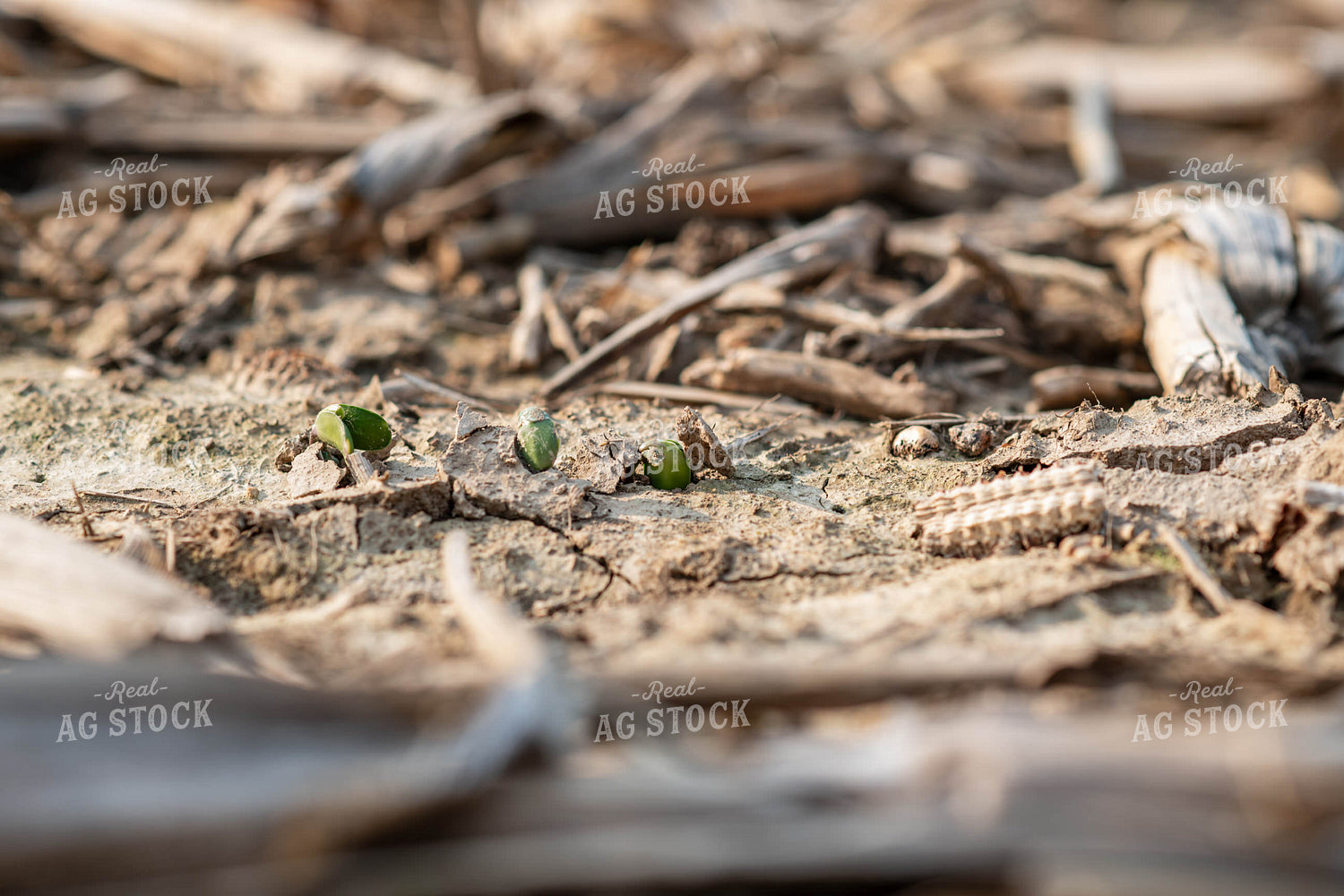 Emerging Soybeans 76694