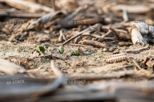 Emerging Soybeans 76694