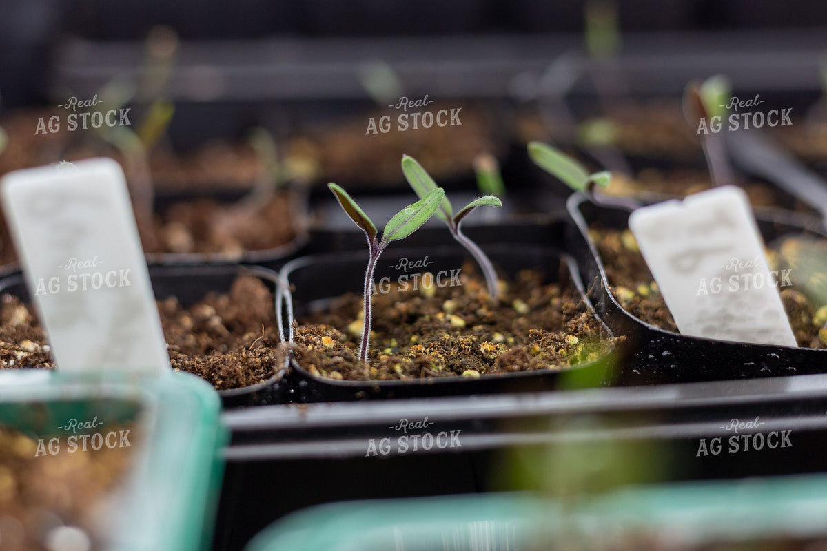 Young Vegetable Seedlings Emerging in Plastic Plug Trays 406076
