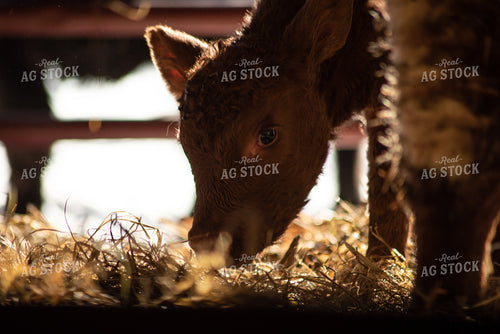 Calf in Pen 76029