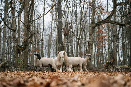 Sheep on Pasture 269017