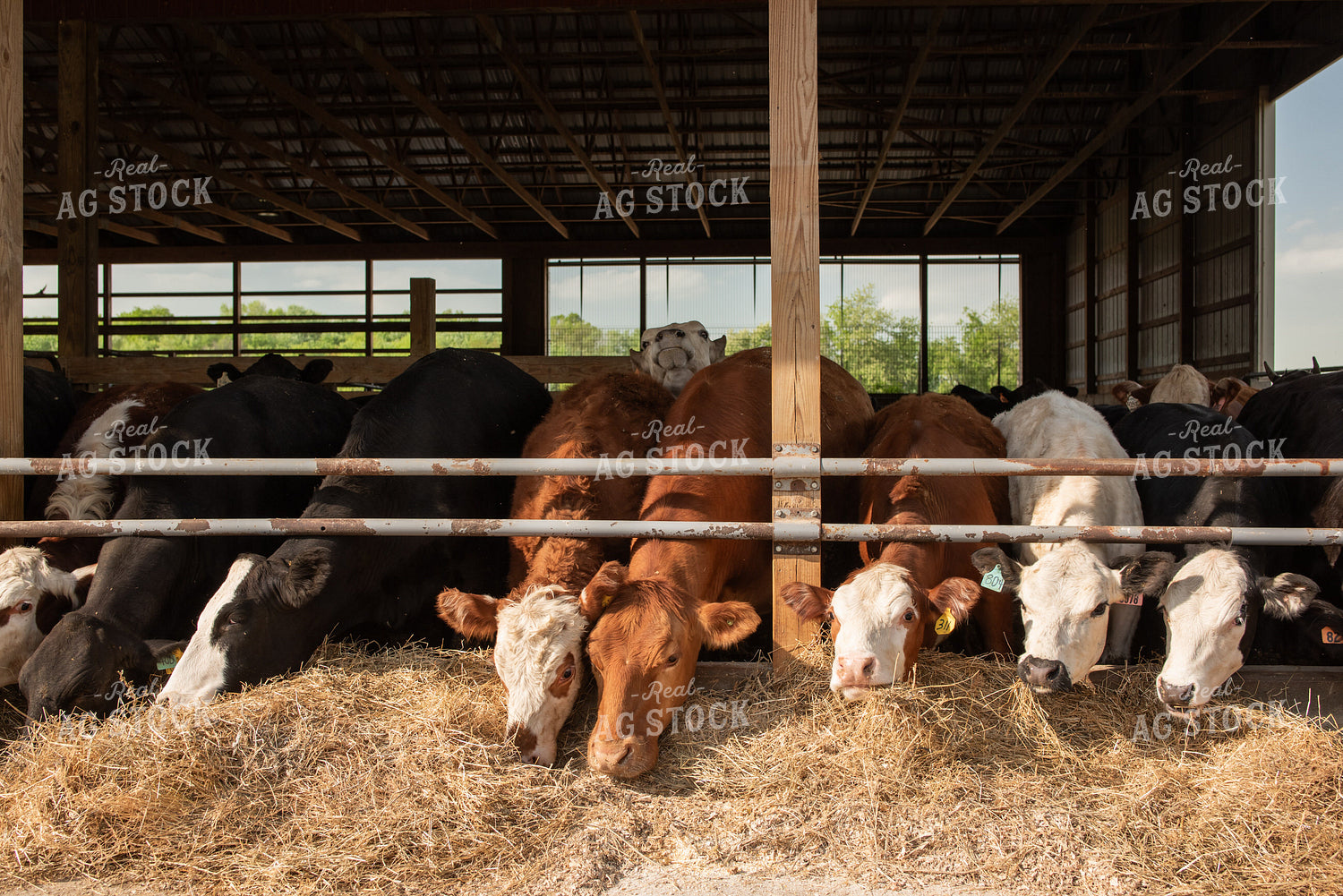 Cattle Eating from Feed Trough 76602