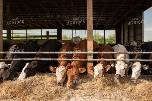 Cattle Eating from Feed Trough 76602