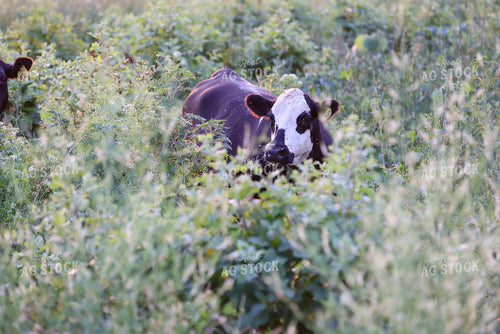 Cattle on Pasture 160245