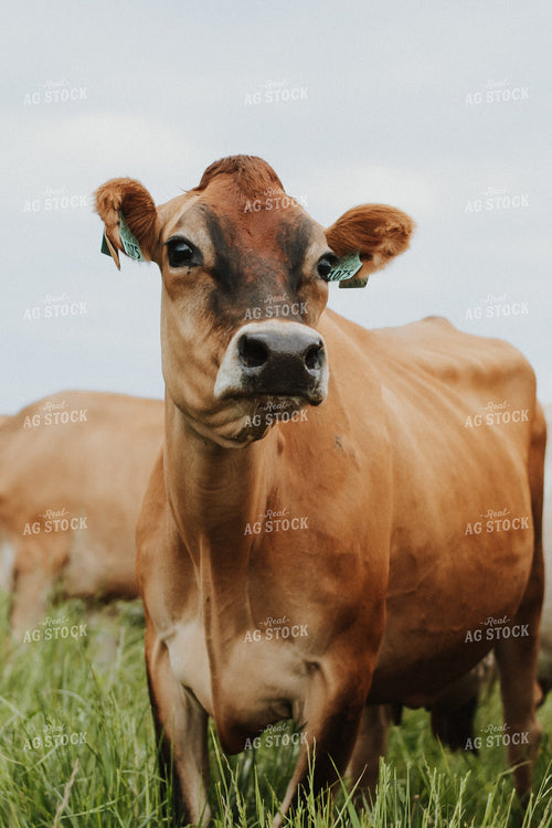 Jersey Cow in Pasture 68116