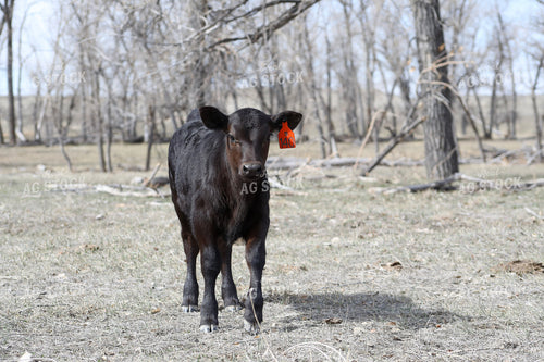 Angus Calf 117194