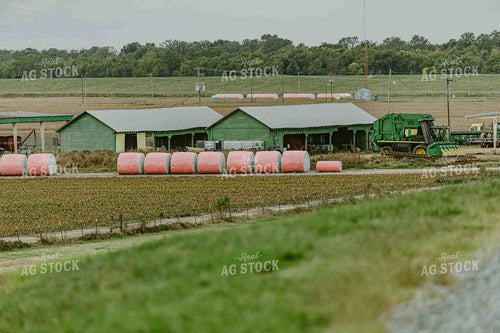 Harvested Cotton 291012