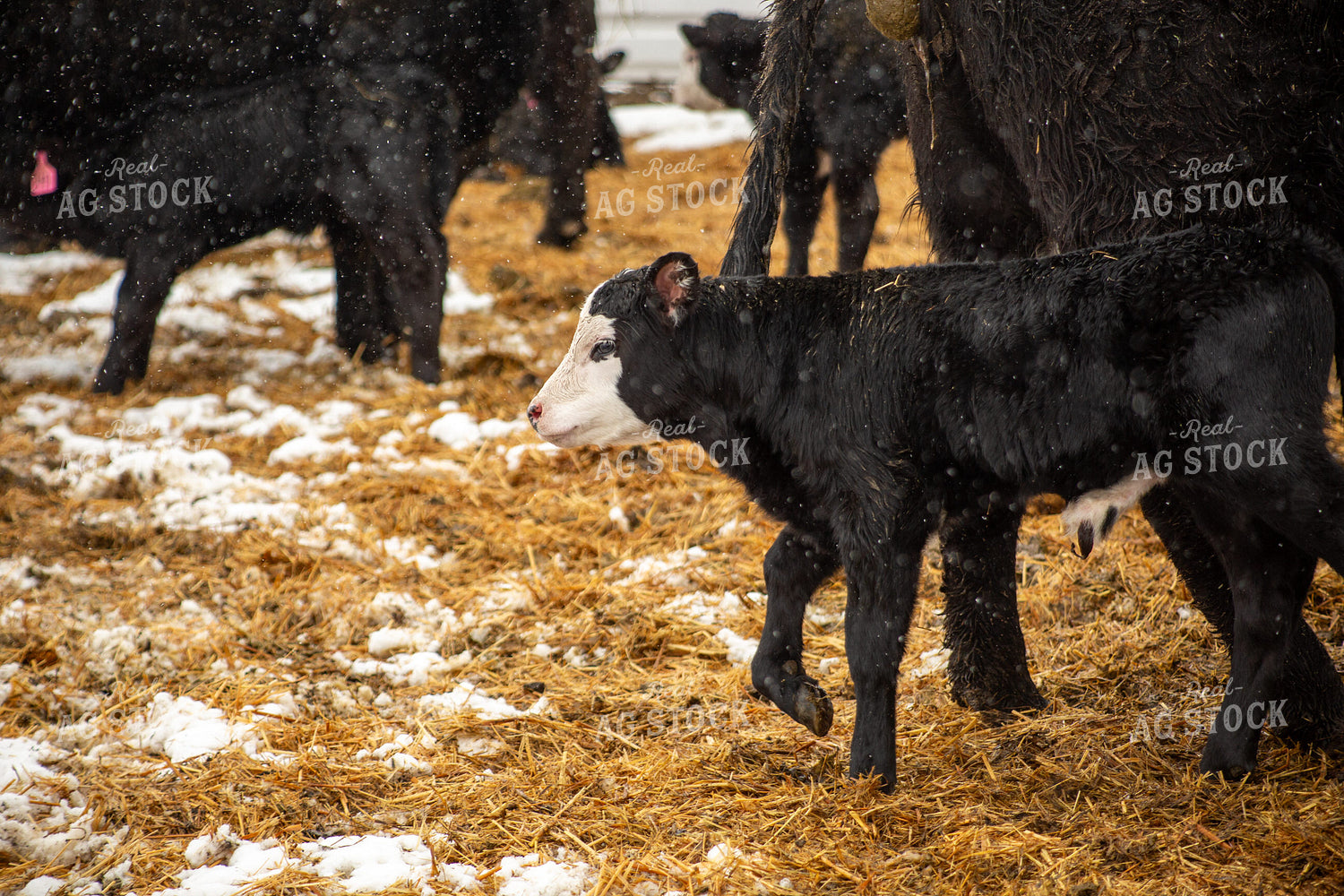 Cow Calf Pair 155472