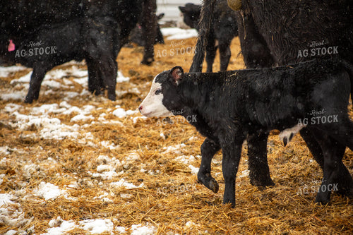 Cow Calf Pair 155472