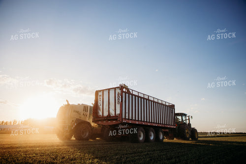 Chopping Silage 152151