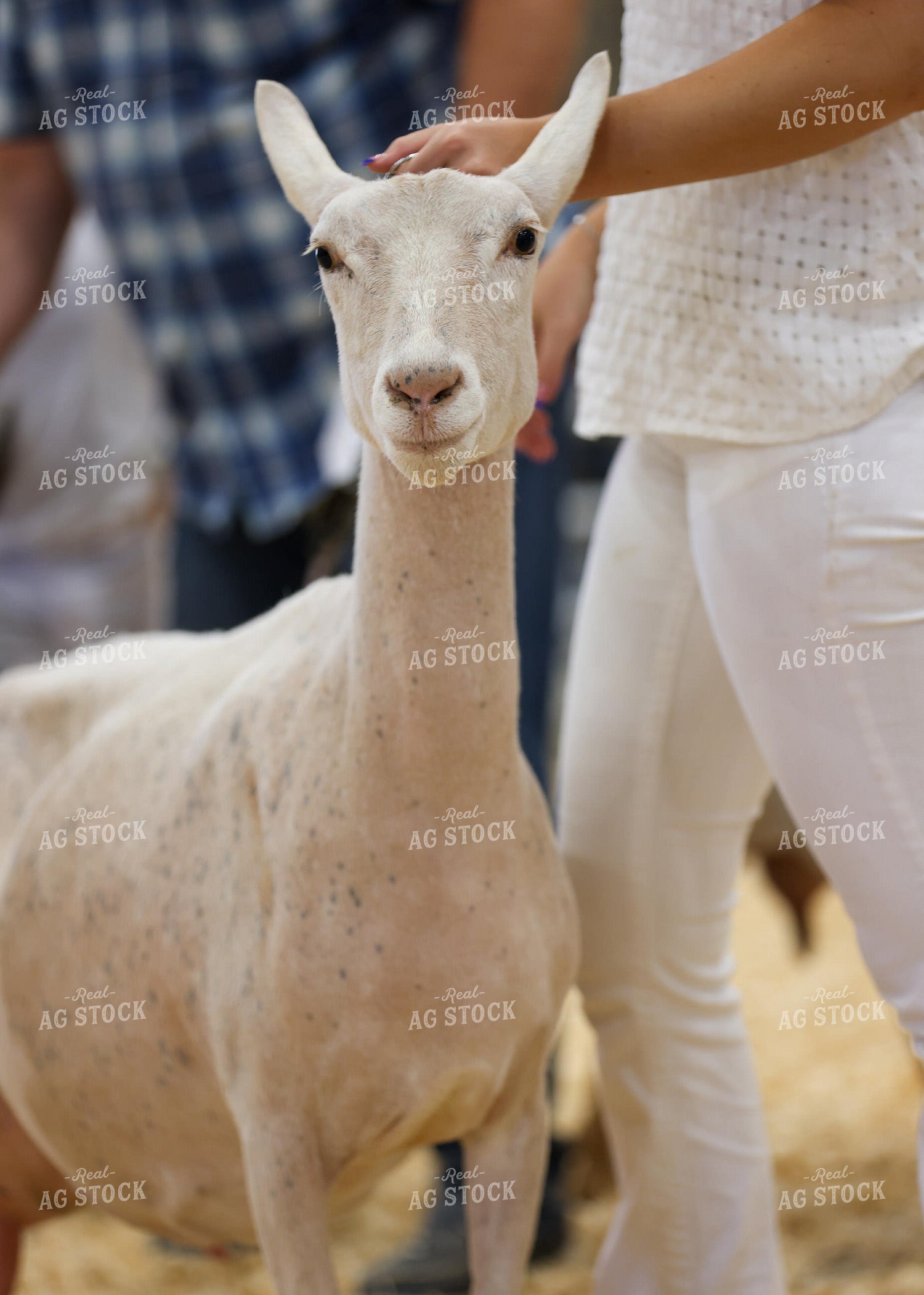 Showing Goats 160267