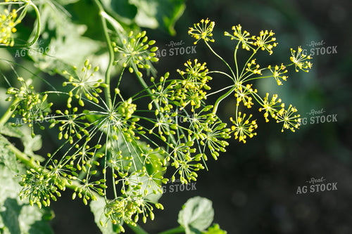 Dill 145071