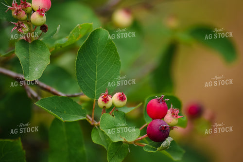 Service Berry or Juneberry 106002